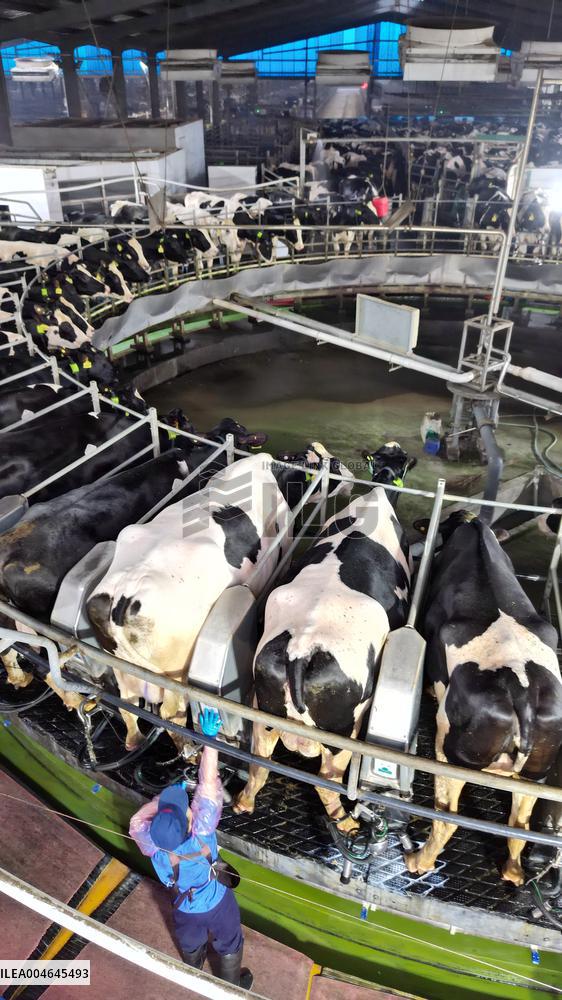 Intelligent Dairy Farm in Haian