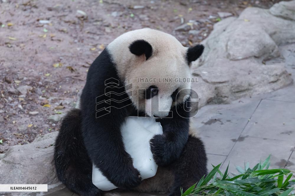 Chongqing Zoo Giant Panda