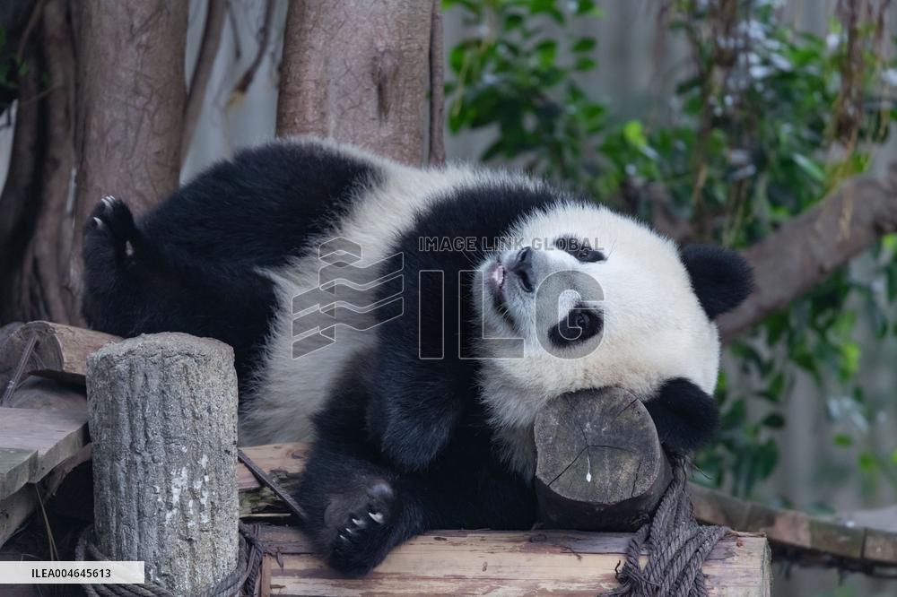Chongqing Zoo Giant Panda