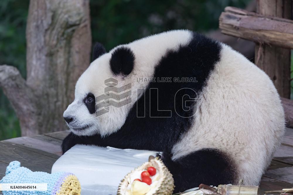 Chongqing Zoo Giant Panda