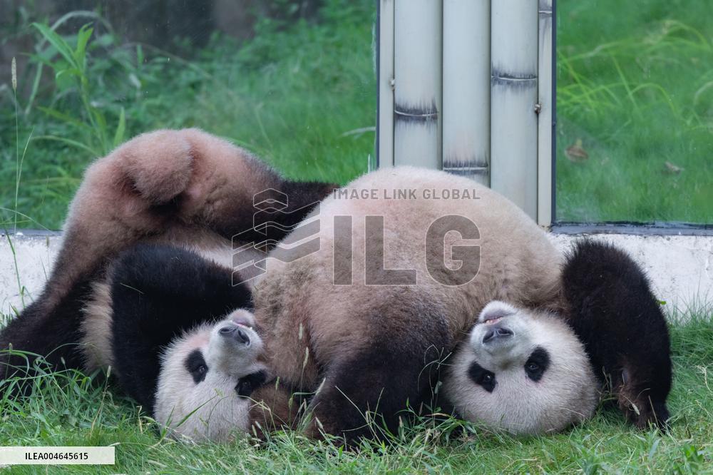 Chongqing Zoo Giant Panda
