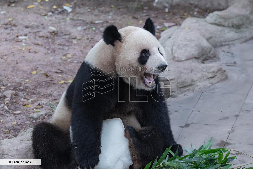 Chongqing Zoo Giant Panda