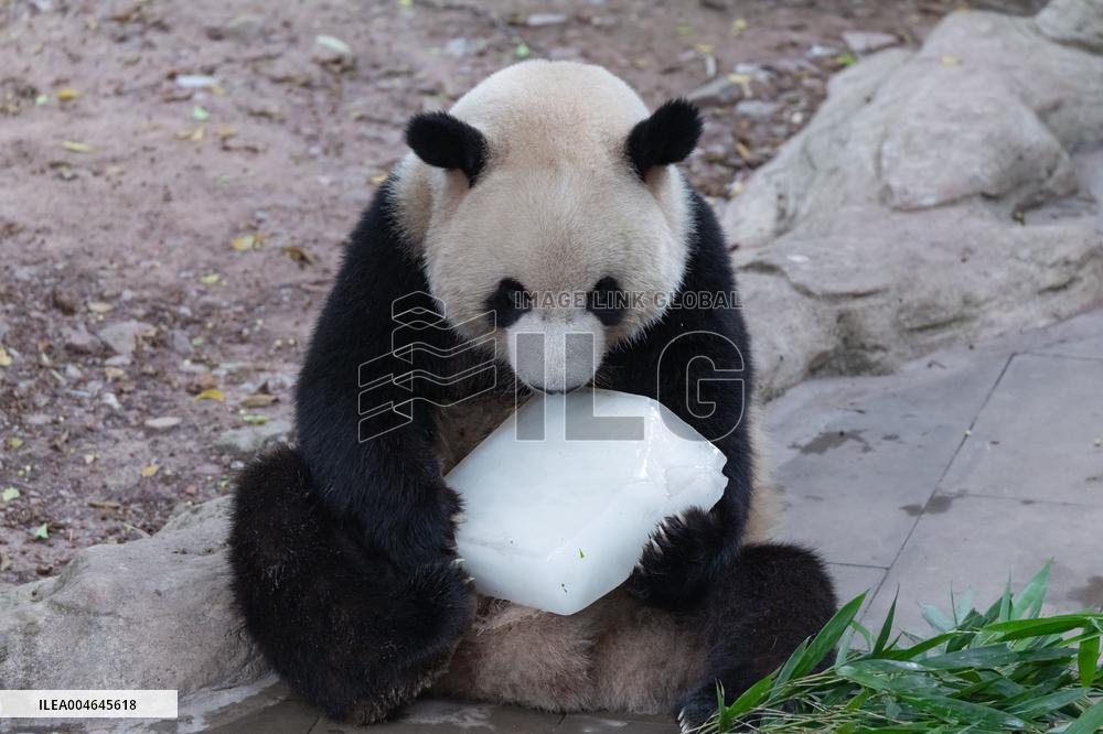 Chongqing Zoo Giant Panda