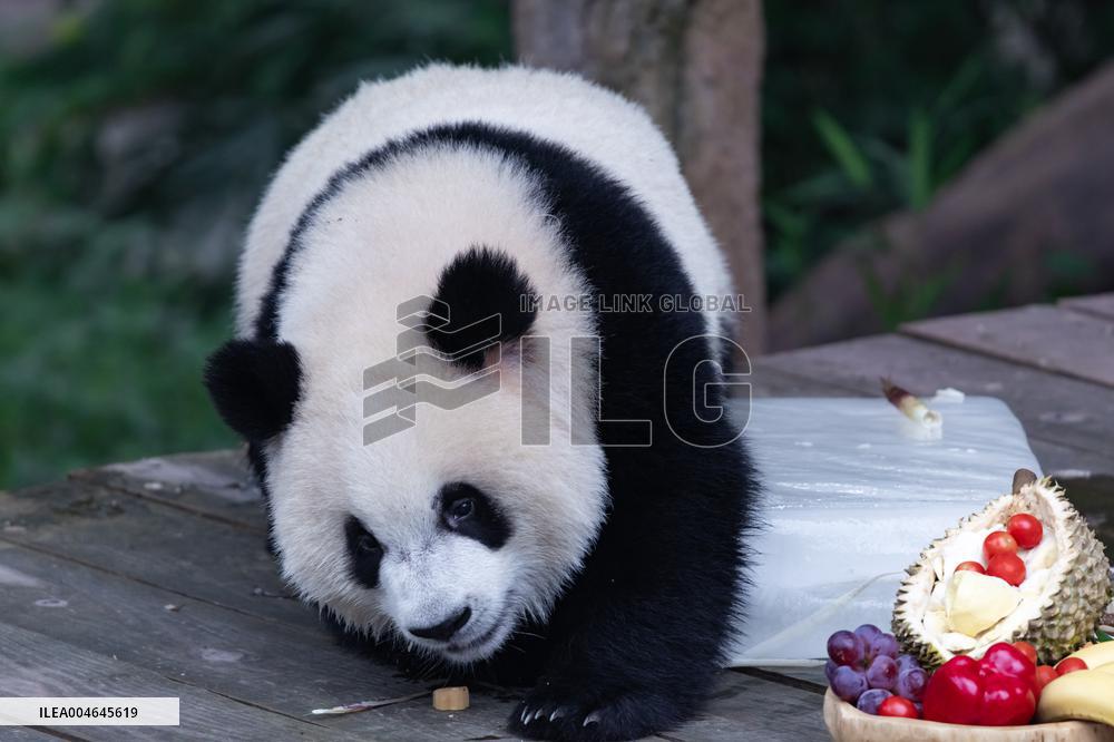 Chongqing Zoo Giant Panda
