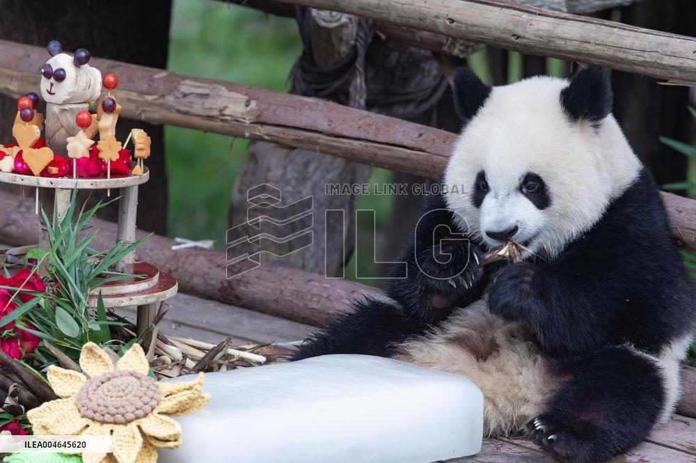 Chongqing Zoo Giant Panda