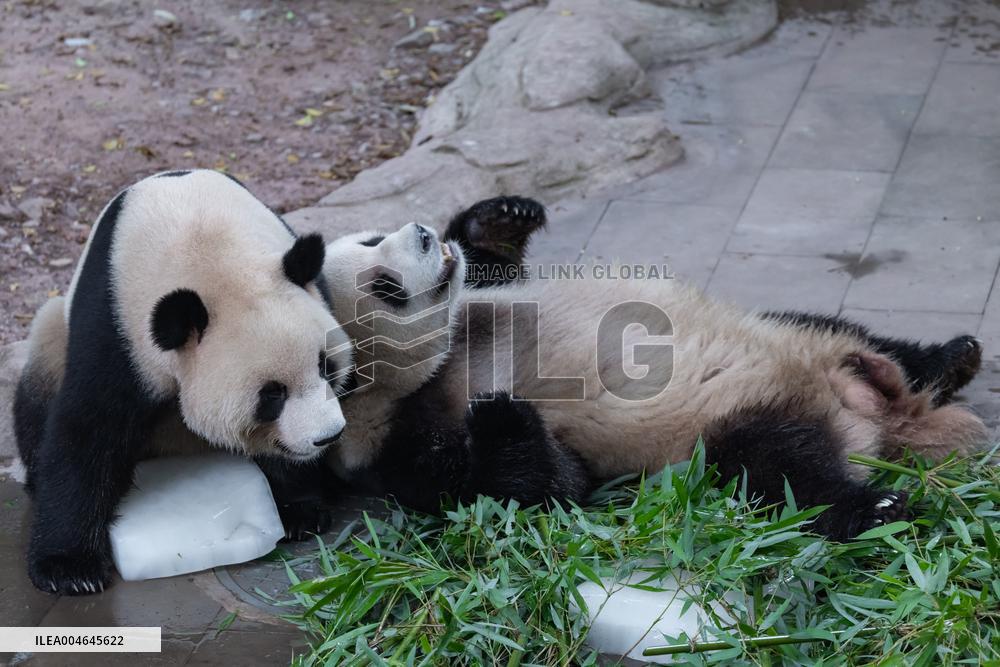 Chongqing Zoo Giant Panda