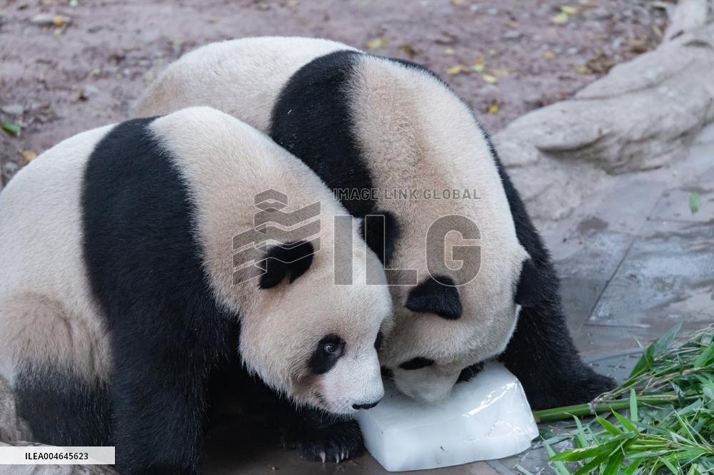 Chongqing Zoo Giant Panda