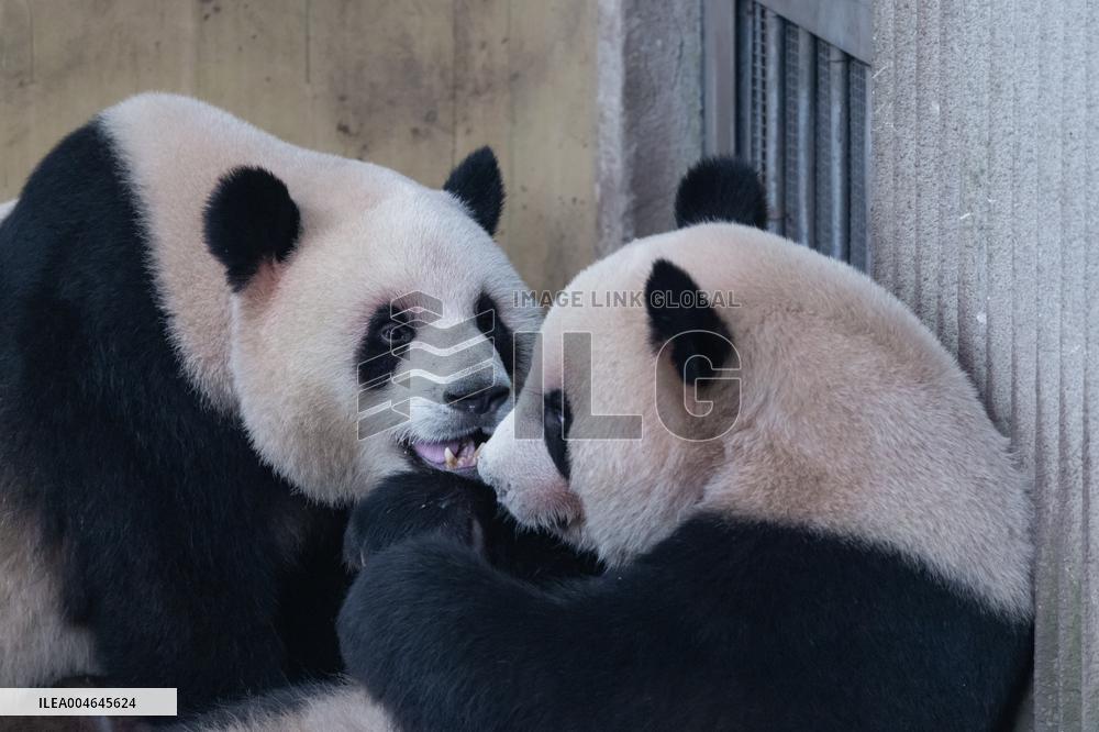 Chongqing Zoo Giant Panda