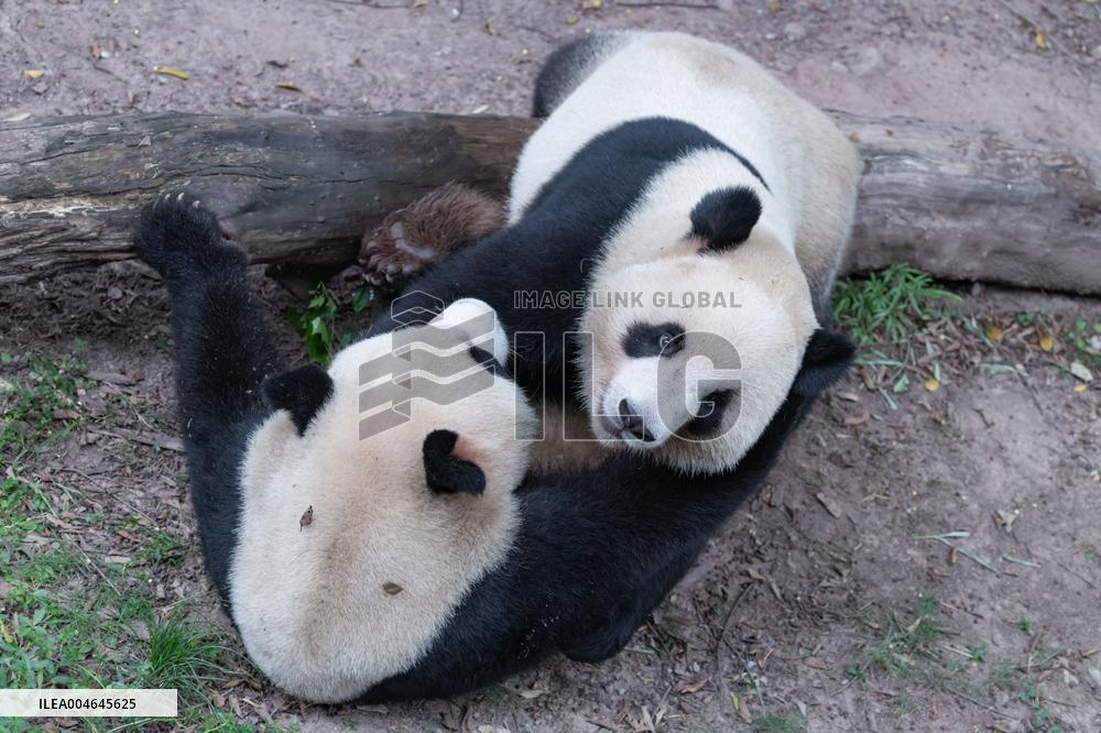 Chongqing Zoo Giant Panda