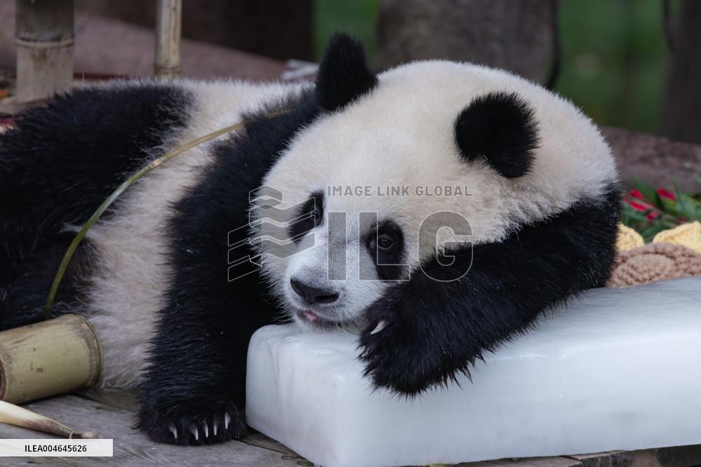 Chongqing Zoo Giant Panda
