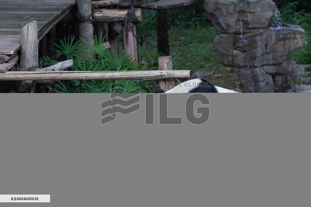 Giant panda Haoqi Celebrated Birthday at Chongqing Zoo