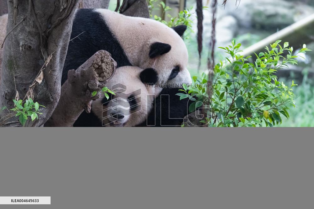 Chongqing Zoo Giant Panda