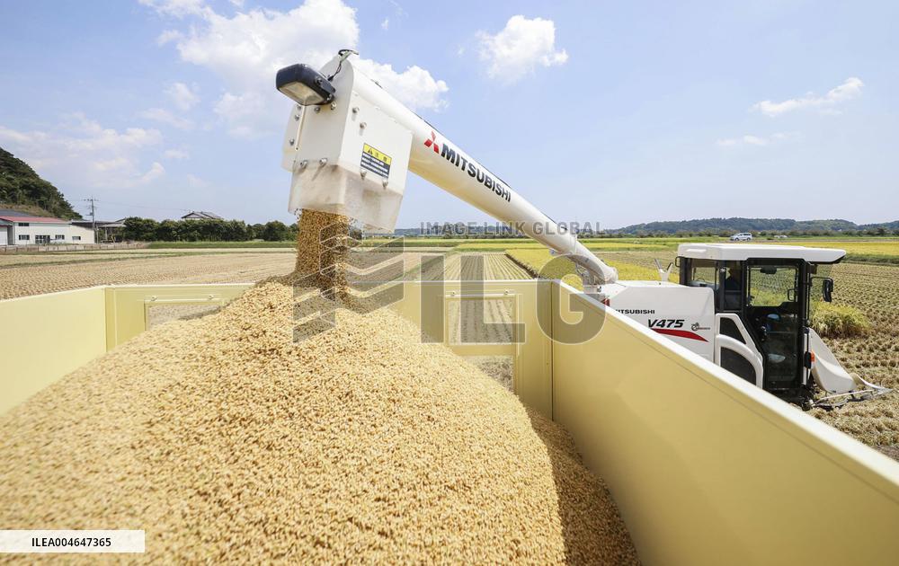 Early-ripening rice in Japan