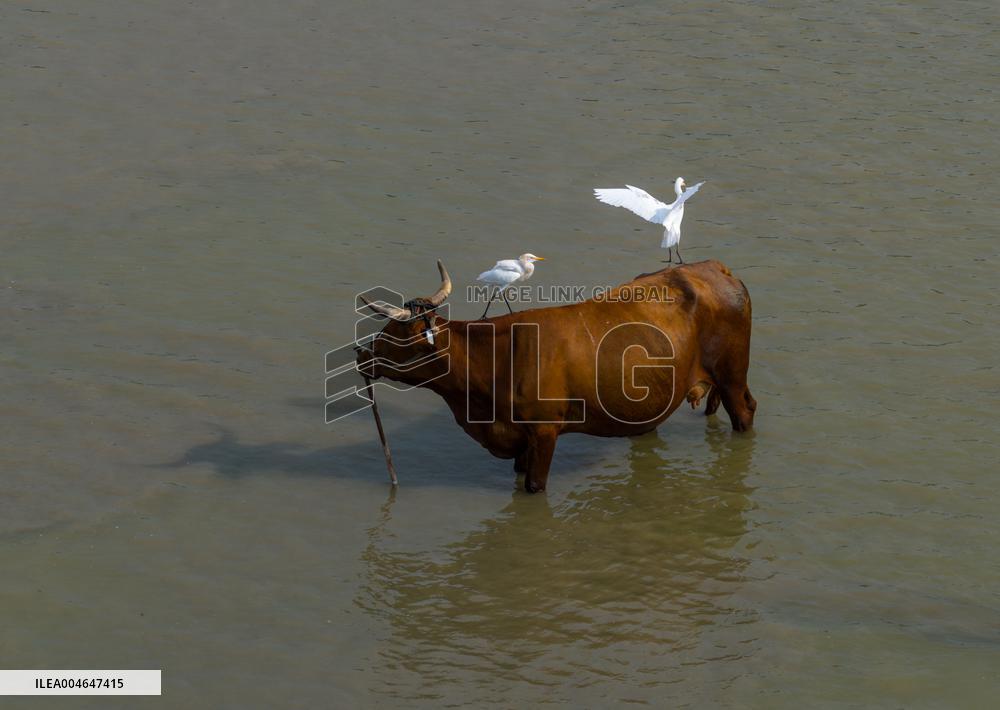 Ecological Environment Improvement