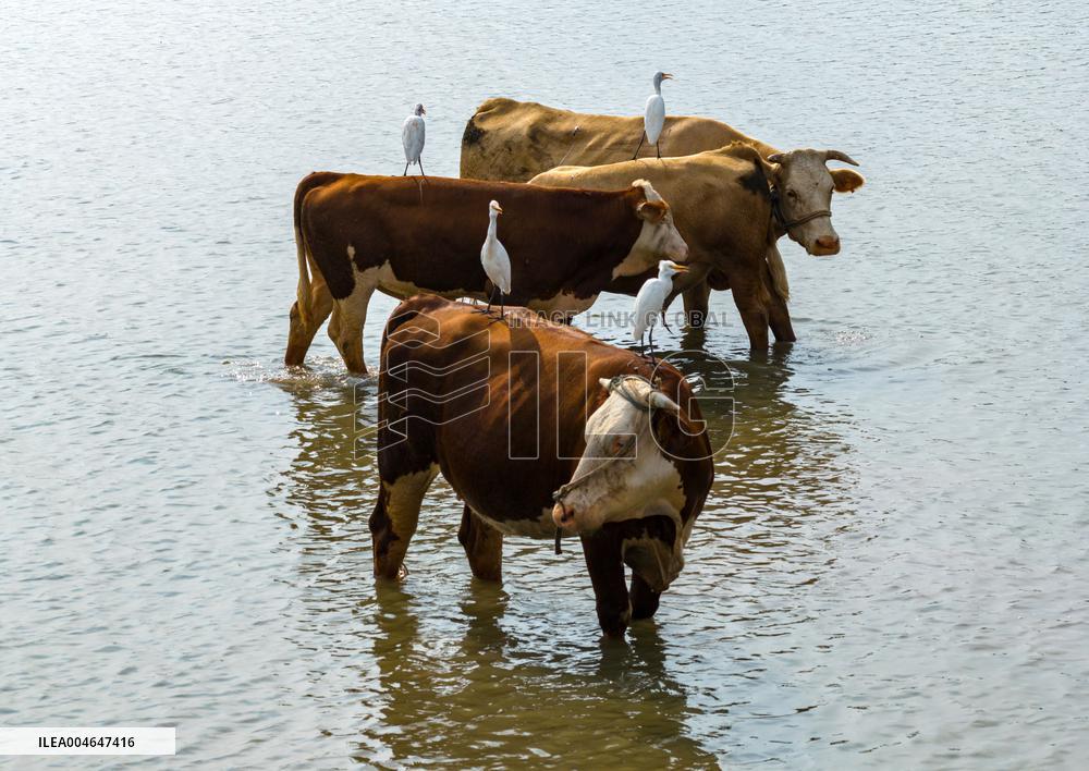 Ecological Environment Improvement