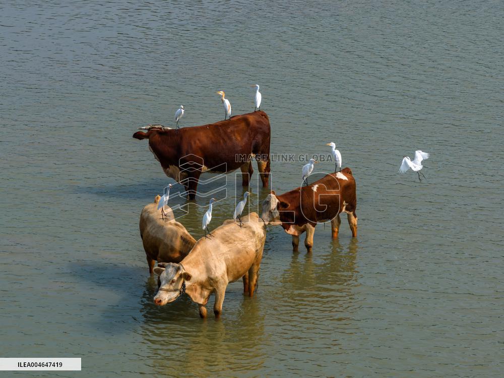 Ecological Environment Improvement