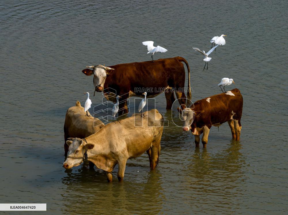 Ecological Environment Improvement