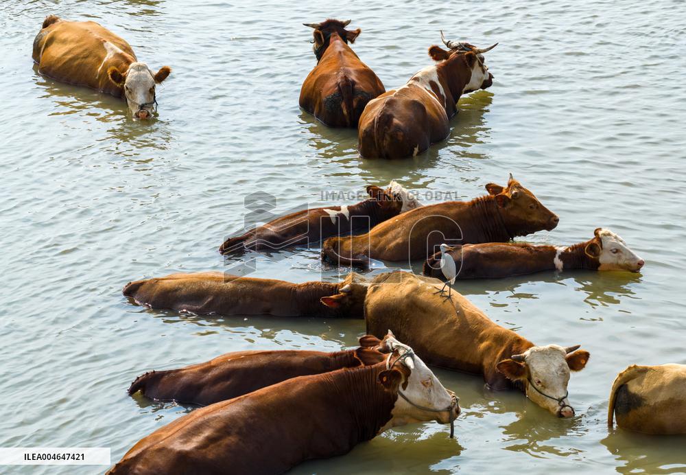 Ecological Environment Improvement