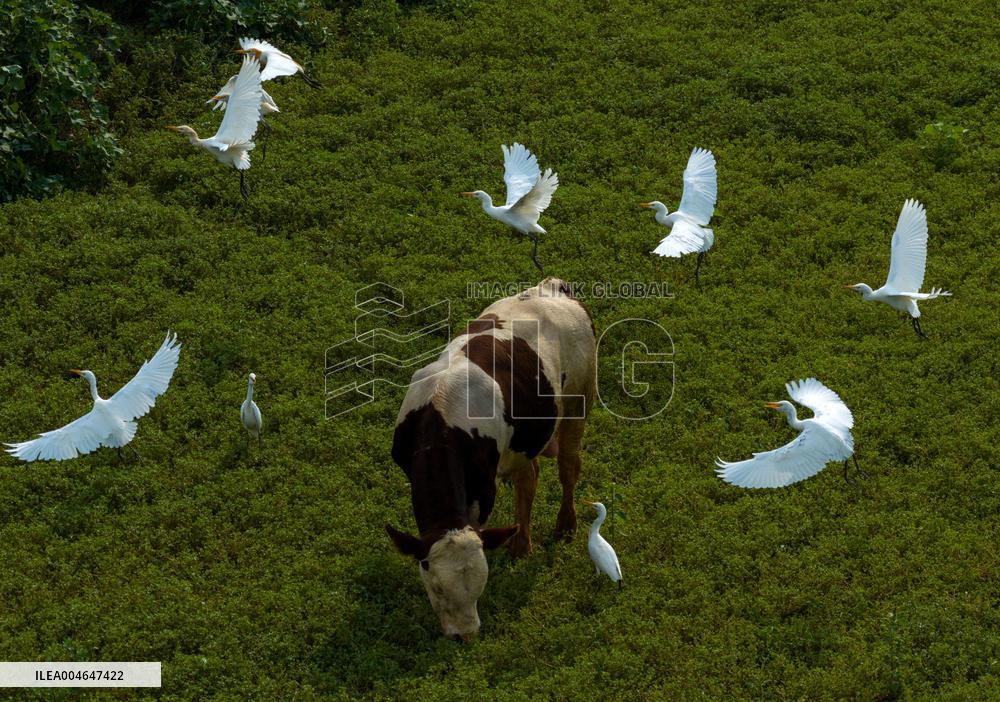 Ecological Environment Improvement