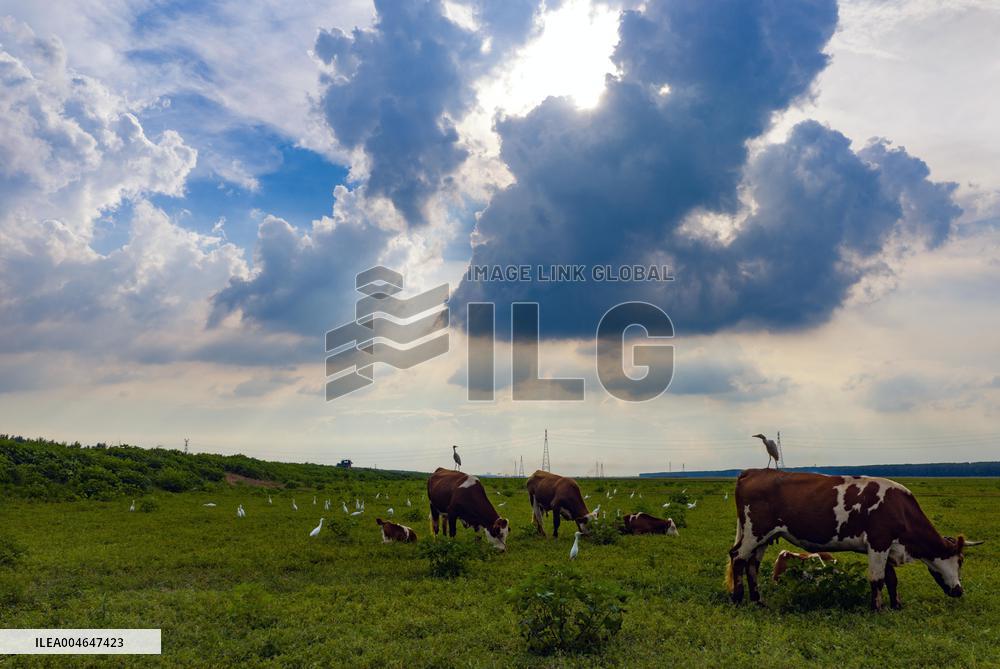 Ecological Environment Improvement