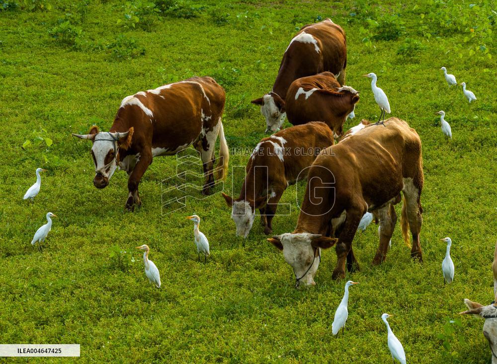 Ecological Environment Improvement