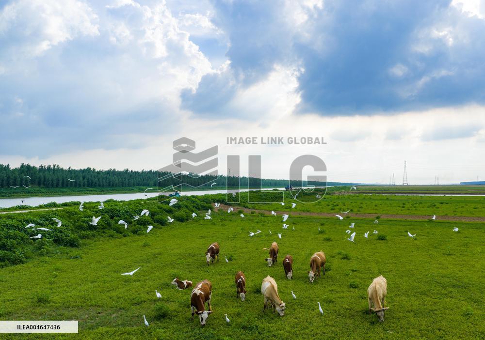 Ecological Environment Improvement