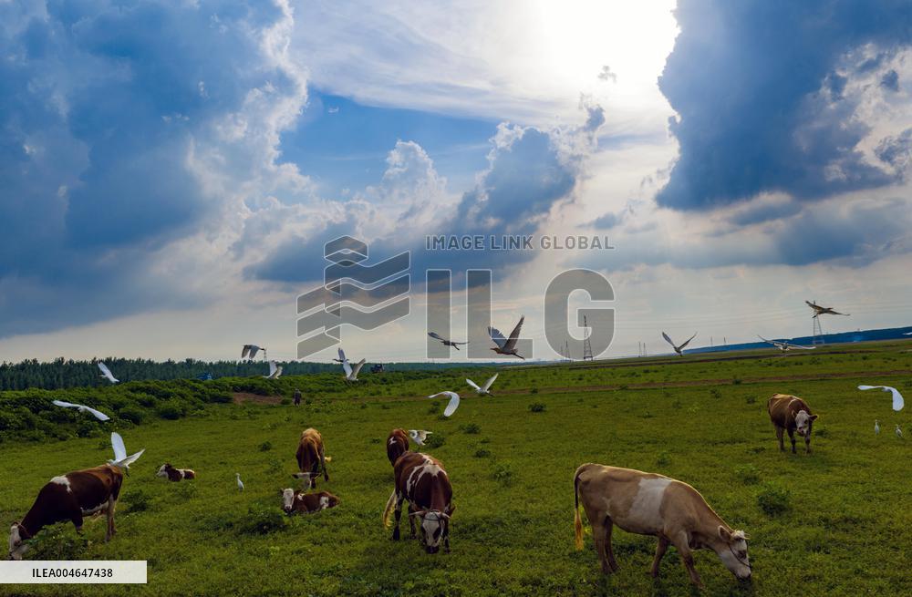 Ecological Environment Improvement