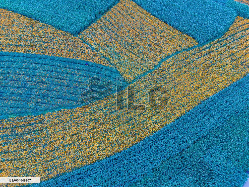 Marigold Planting Base in Bijie