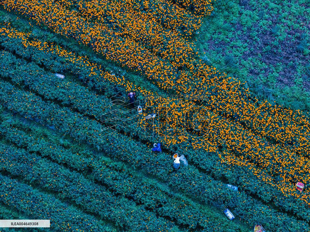 Marigold Planting Base in Bijie