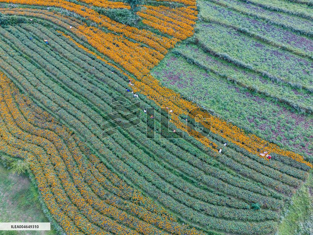 Marigold Planting Base in Bijie