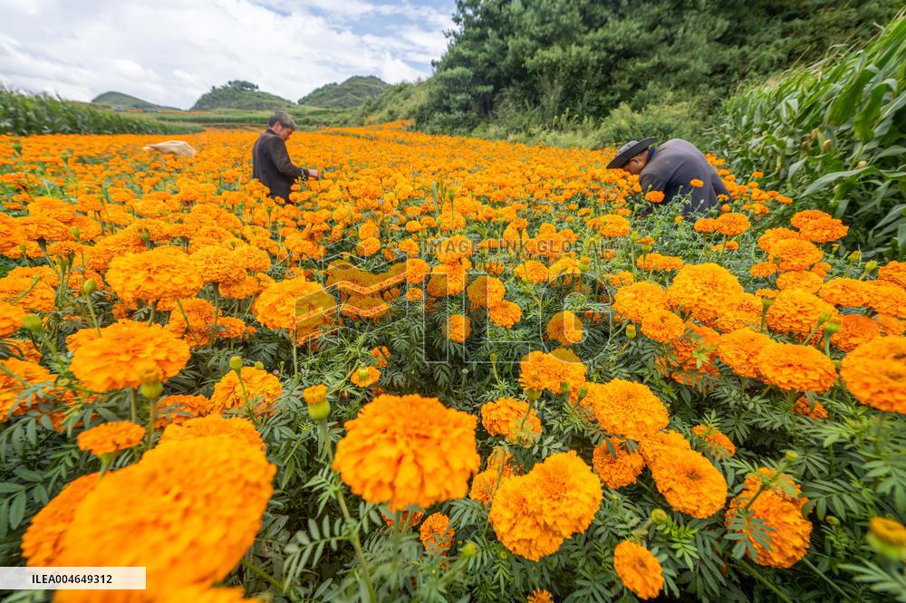 Marigold Planting Base in Bijie
