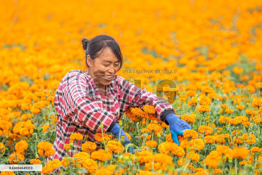 Marigold Planting Base in Bijie