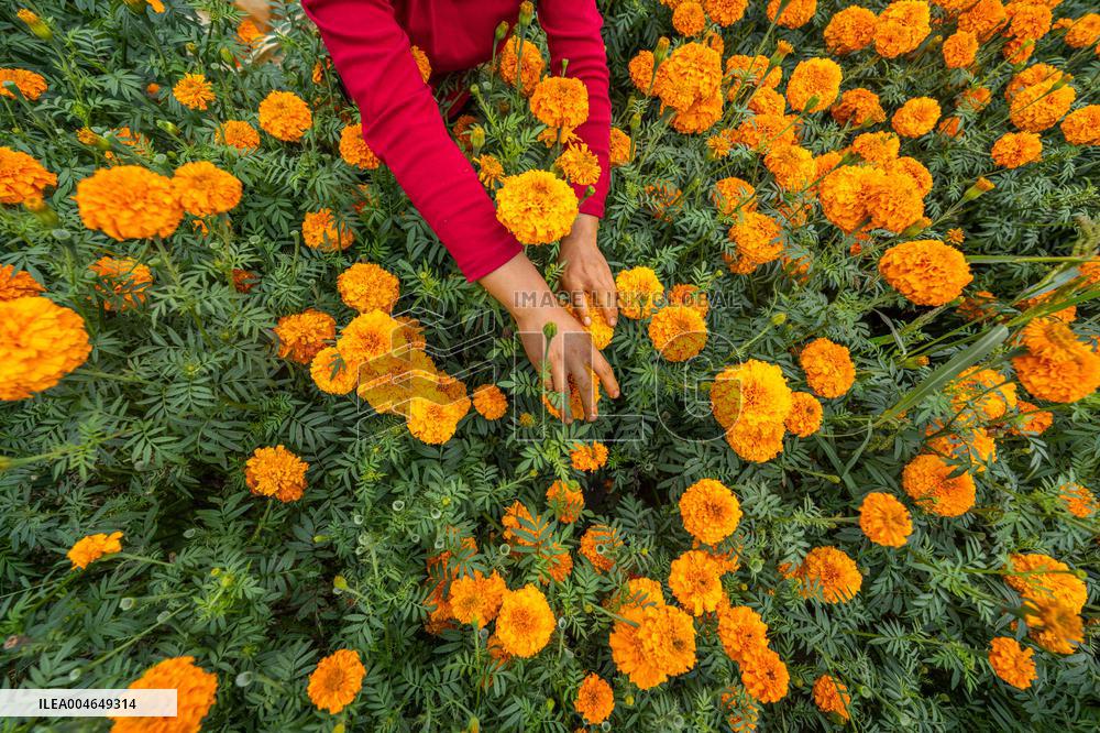 Marigold Planting Base in Bijie