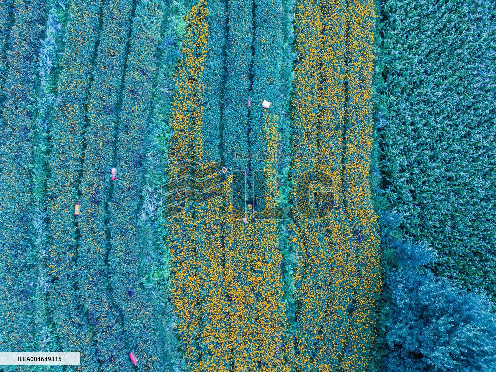 Marigold Planting Base in Bijie