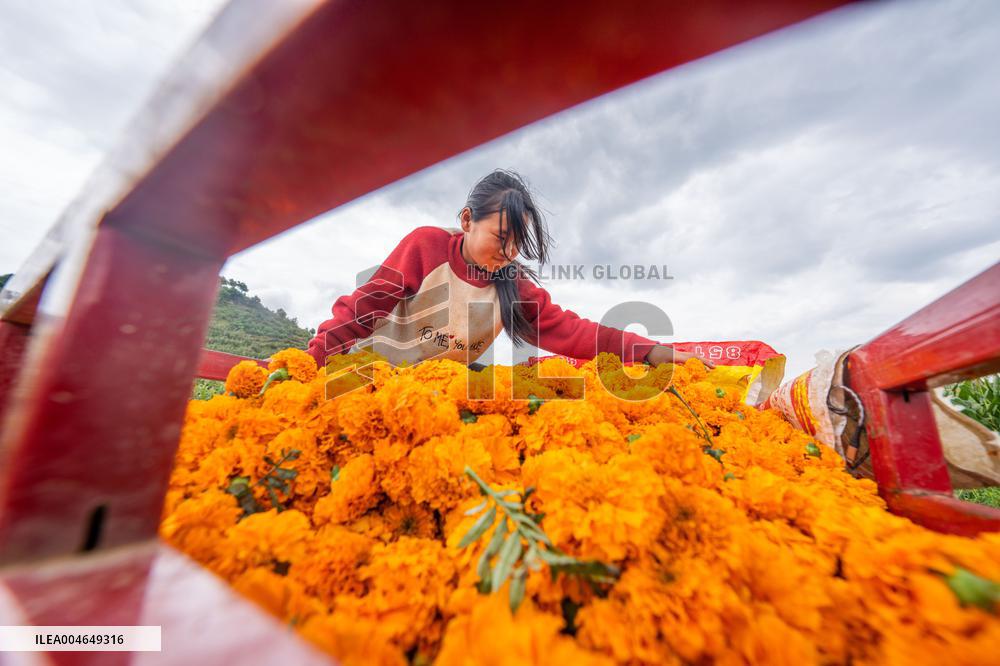 Marigold Planting Base in Bijie