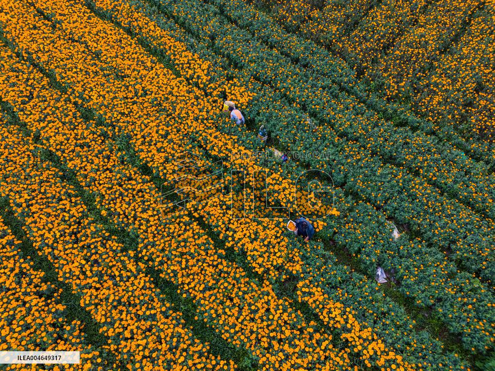 Marigold Planting Base in Bijie