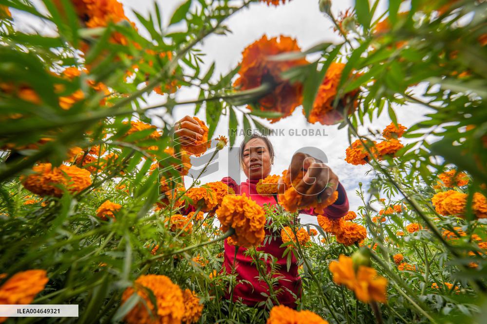 Marigold Planting Base in Bijie