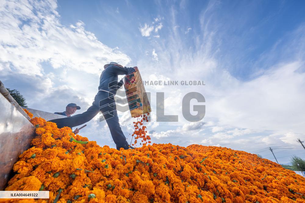 Marigold Planting Base in Bijie