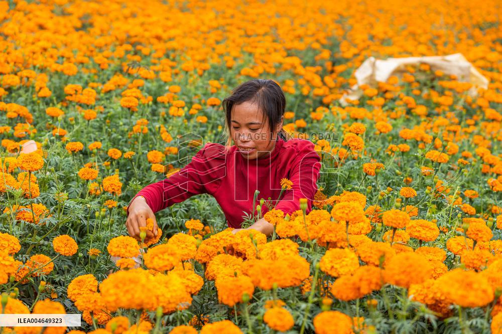 Marigold Planting Base in Bijie