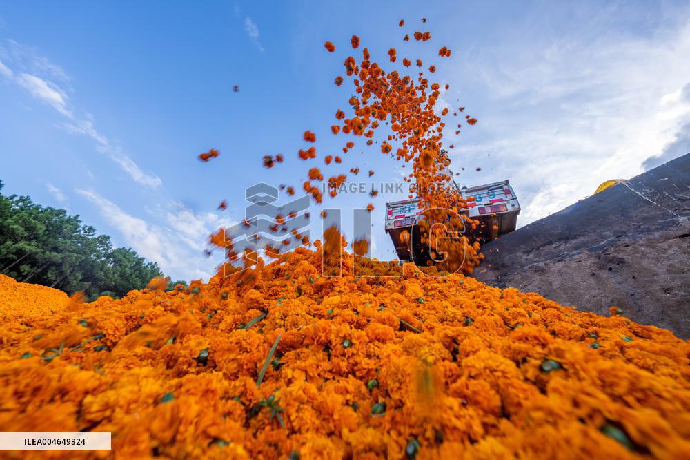 Marigold Planting Base in Bijie