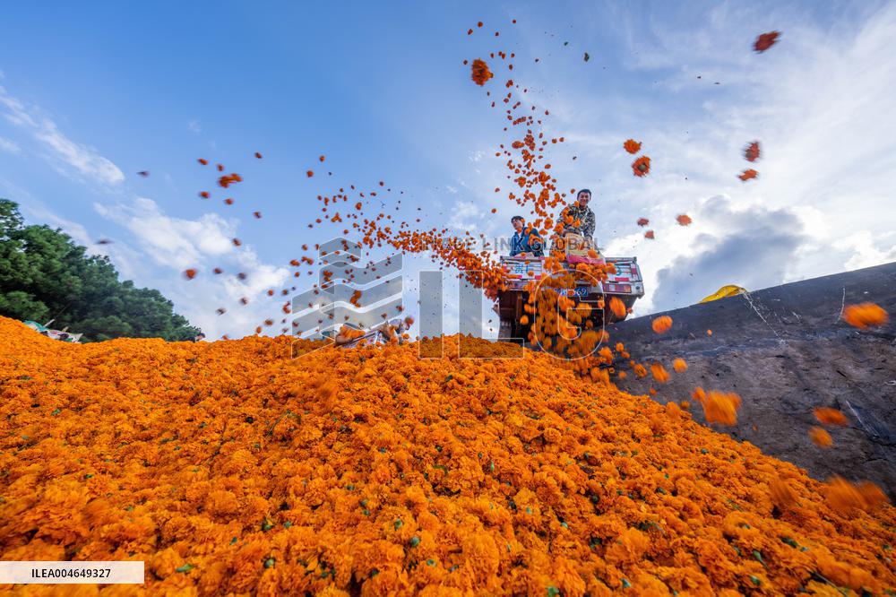 Marigold Planting Base in Bijie