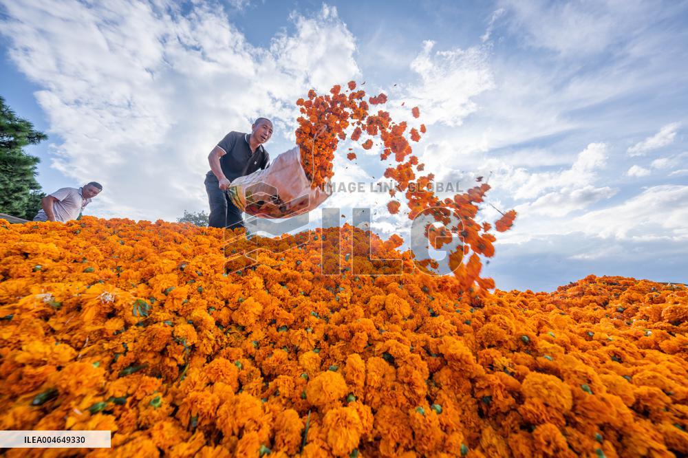 Marigold Planting Base in Bijie