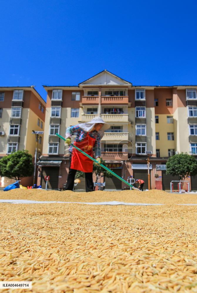Villager Drying Rice