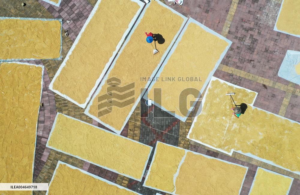 Villager Drying Rice