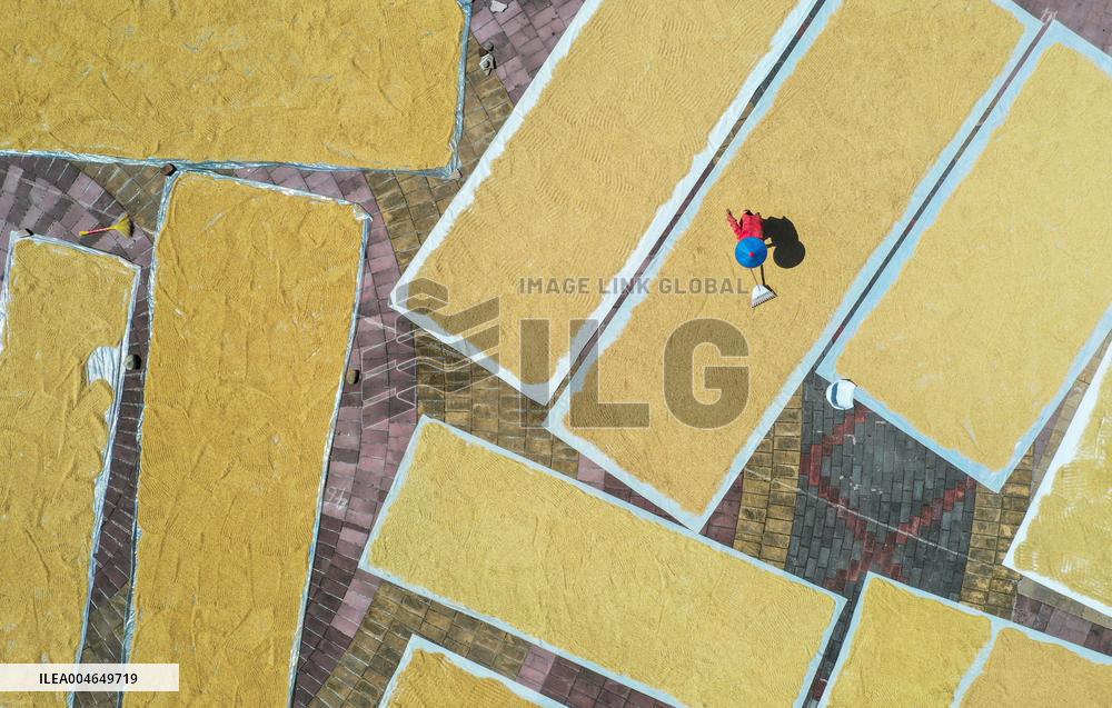 Villager Drying Rice