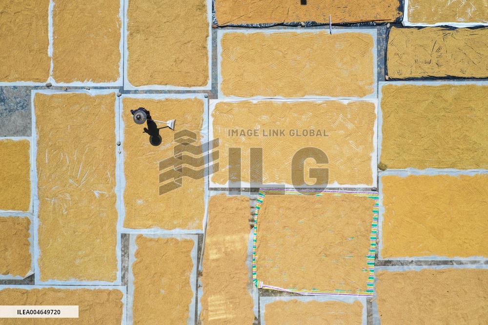 Villager Drying Rice