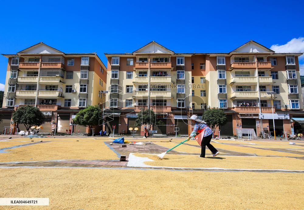 Villager Drying Rice