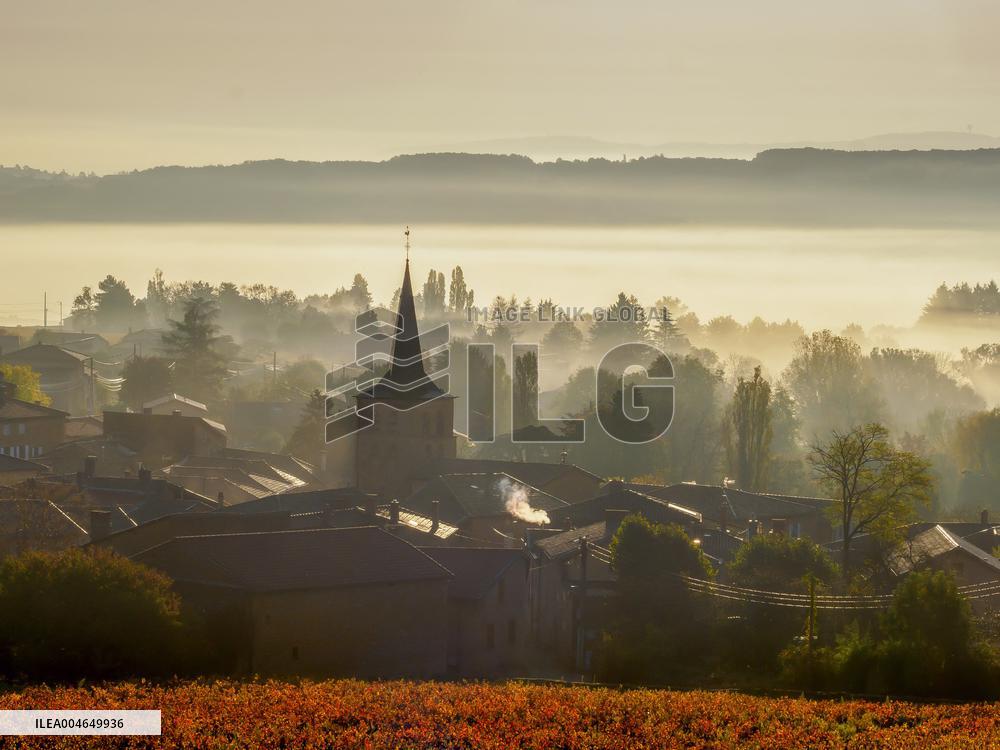 Illustration - Beaujolais