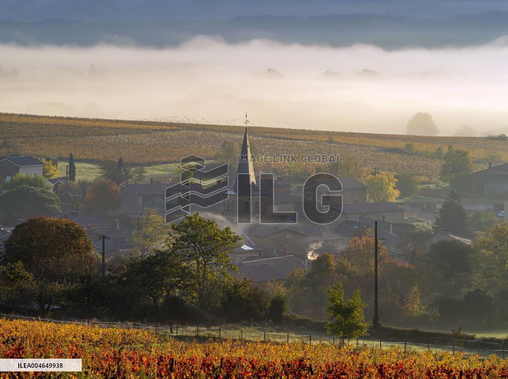 Illustration - Beaujolais