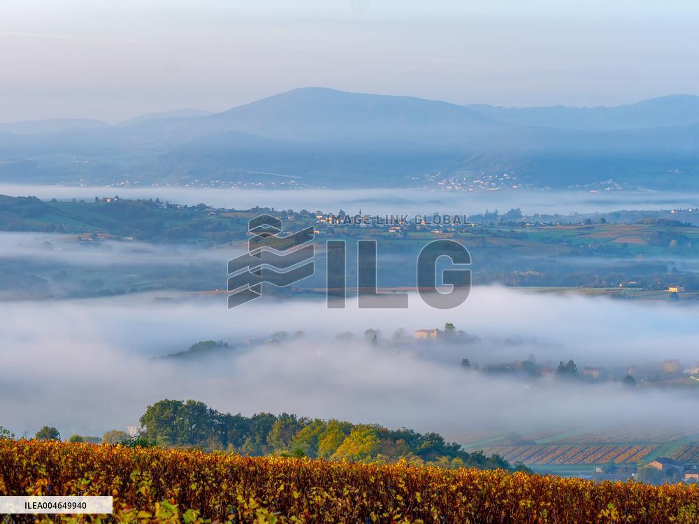 Illustration - Beaujolais